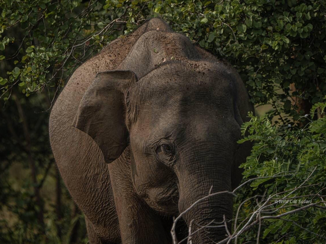 Yala Wild Cat Safari-Thanamalwila必去景点
