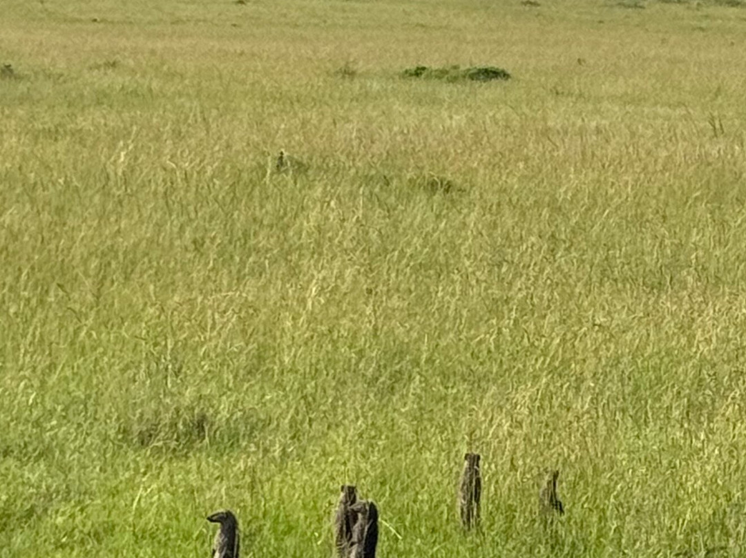 Imara Africa Safaris-内罗毕必去景点