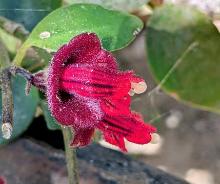 Lo de Perla Jungle Garden-旧金山必去景点