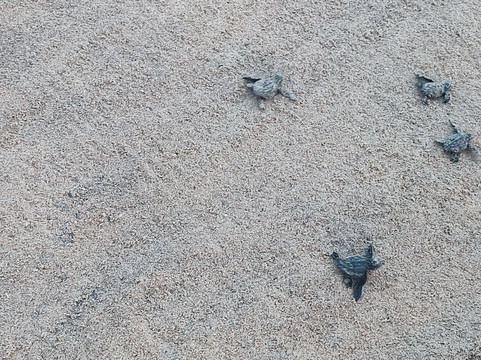 Tours Lanka with Manoj-尼甘布必去景点