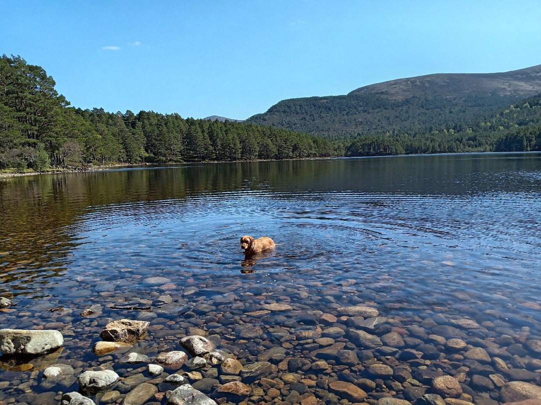 Loch Morlich-阿维莫尔必去景点
