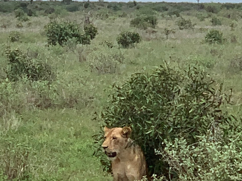 Malik Safari-马林地必去景点