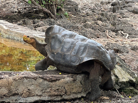 Rolf Wittmer & Tip Top Travel - Galapagos Cruises-阿约拉港必去景点