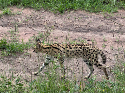 Lion King Adventures-阿鲁沙必去景点
