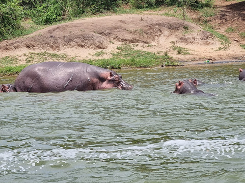 Mamaland Safaris-坎帕拉必去景点