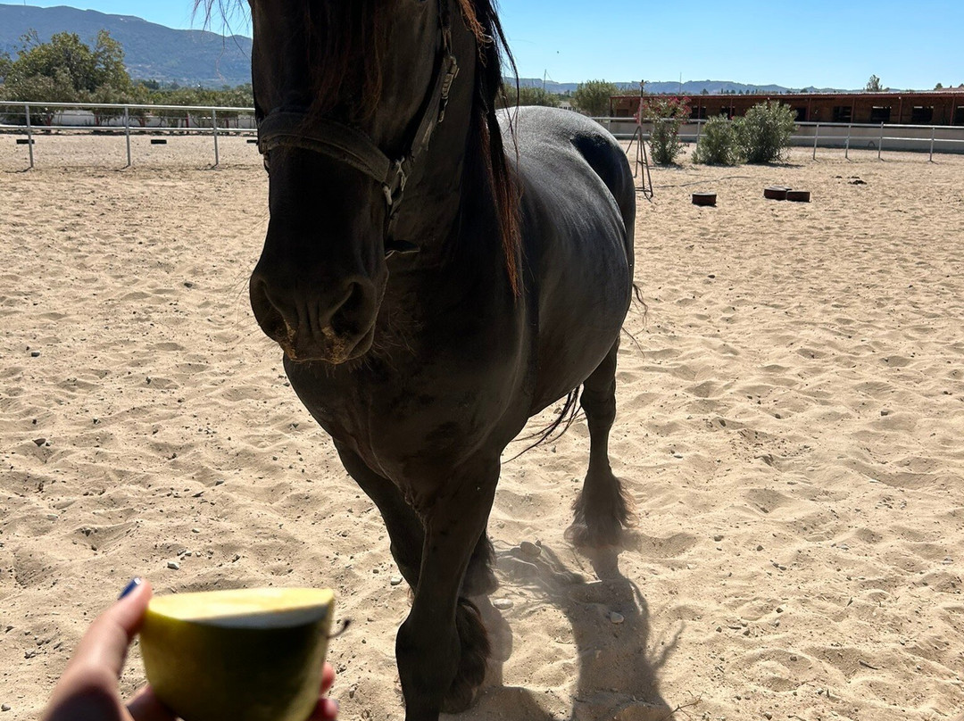 Erika's Horse Farm Kos-Marmari必去景点