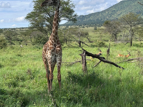 Lion King Adventures-阿鲁沙必去景点