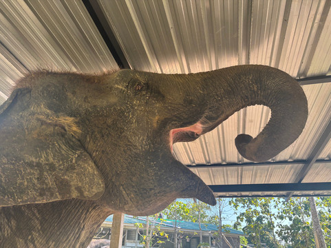 Lanta Island Elephant Lover