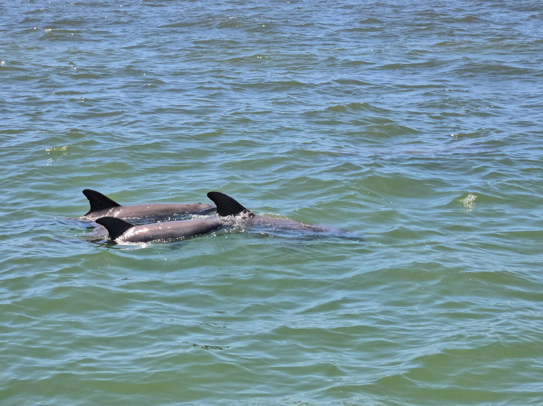 Paradise Boat Tours-Bradenton Beach必去景点