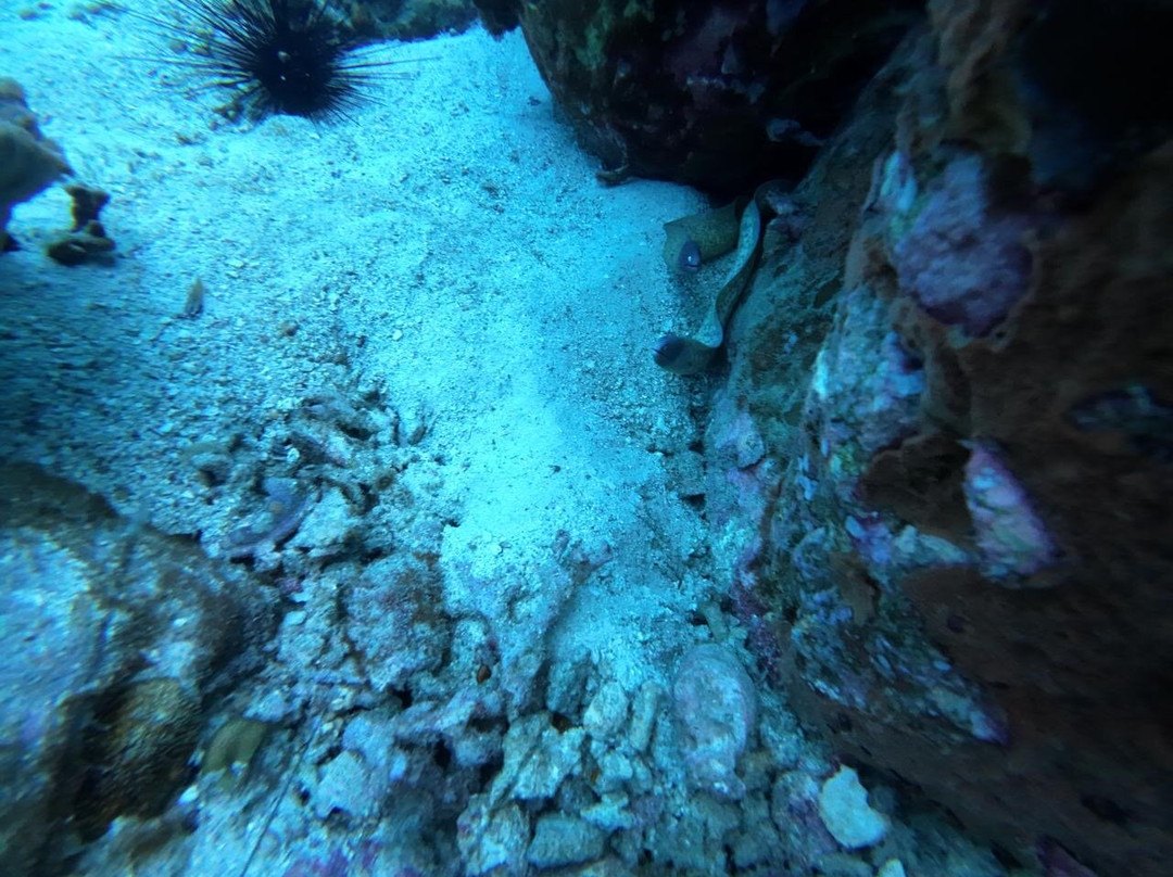 Scuba Nation Diving Centre-高龙撒冷岛必去景点
