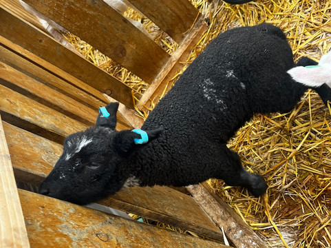 Hillview Animal Park