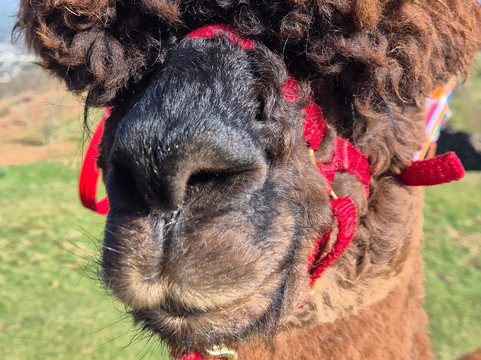 Wreay Syke Alpacas-肯德尔必去景点