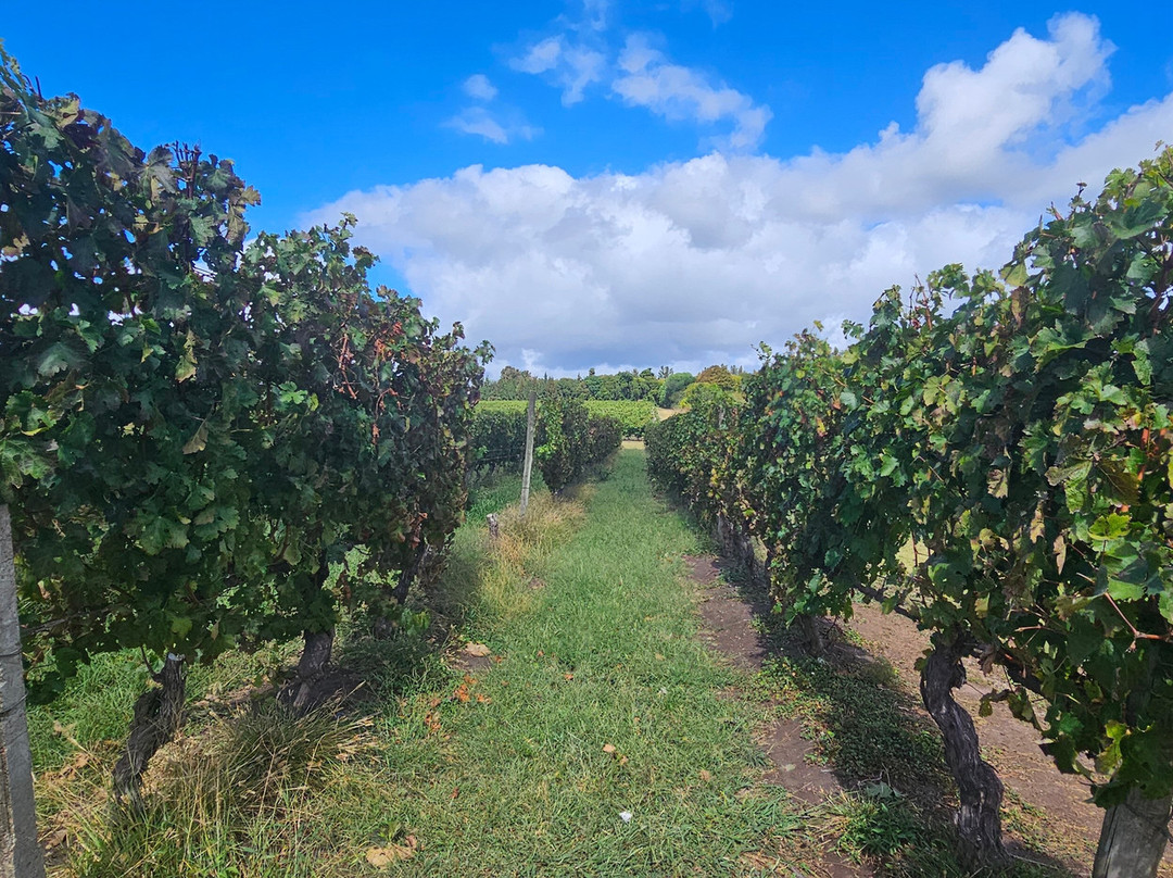 Pizzorno Family Estates-Canelones必去景点