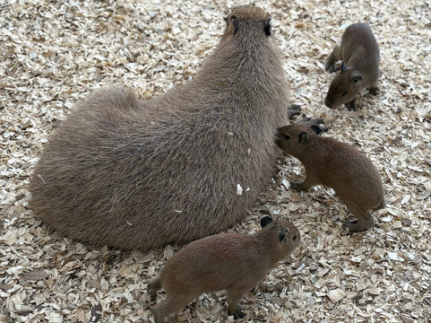 Blue Hills Ranch主图