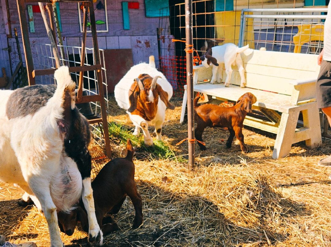 Ye Olde Goat Farm-Murphy必去景点