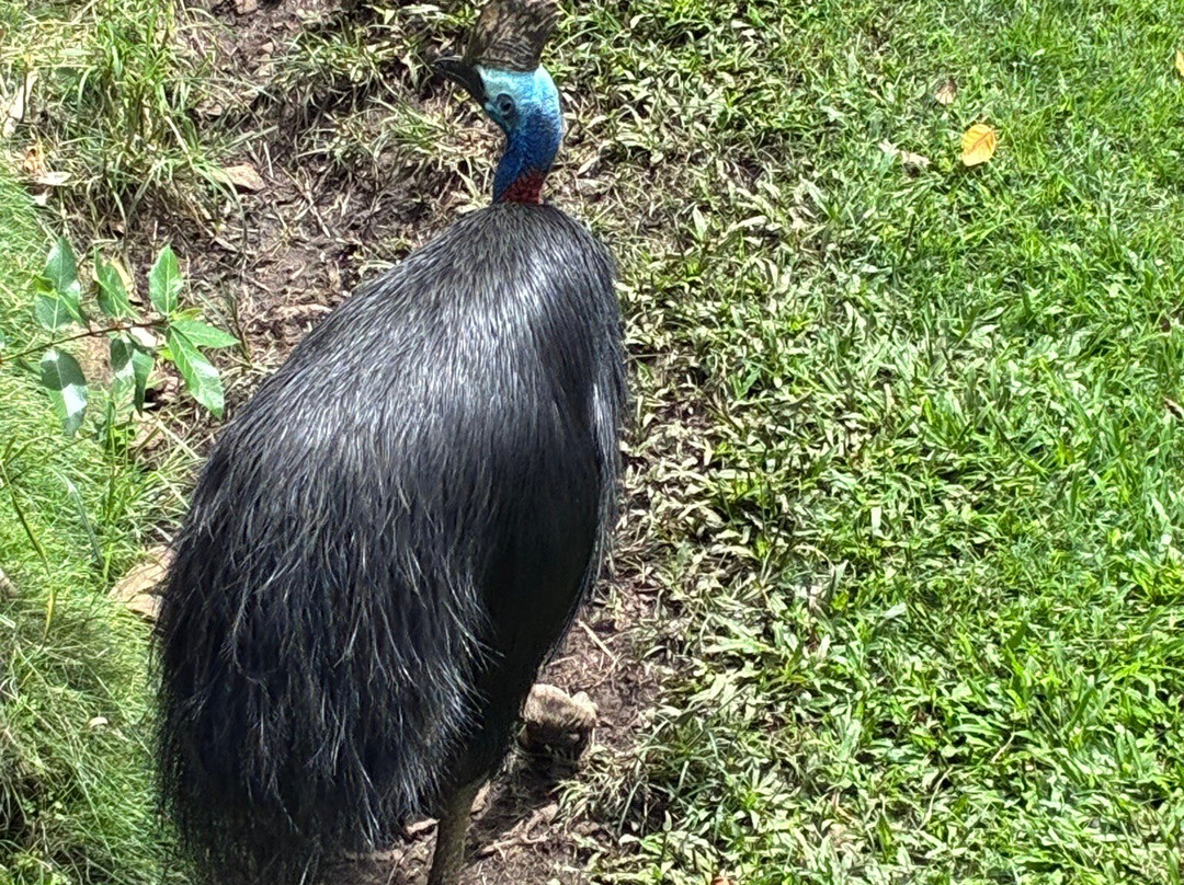 汉密尔顿岛野生动物世界-汉密尔顿岛必去景点