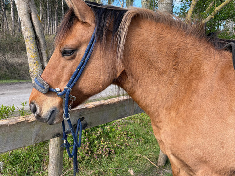 Espaces Equestres Henson-Saint-Quentin-en-Tourmont必去景点