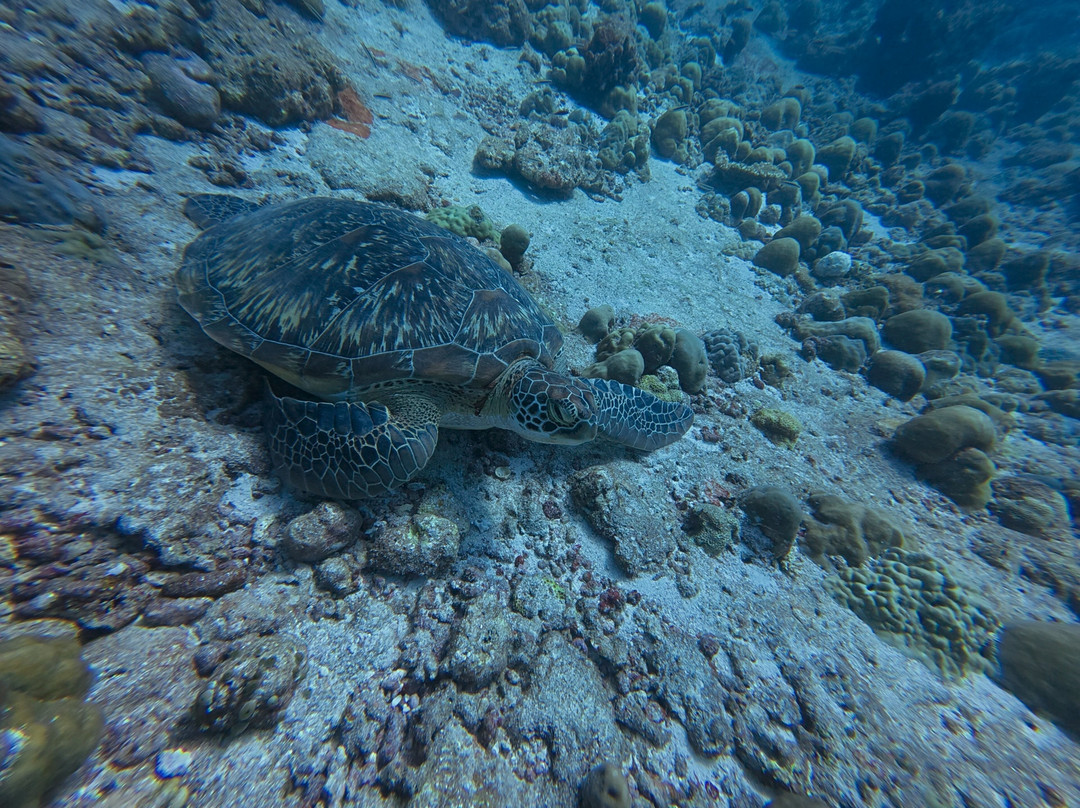 Bubbles Diving Center-Gulhi Island必去景点
