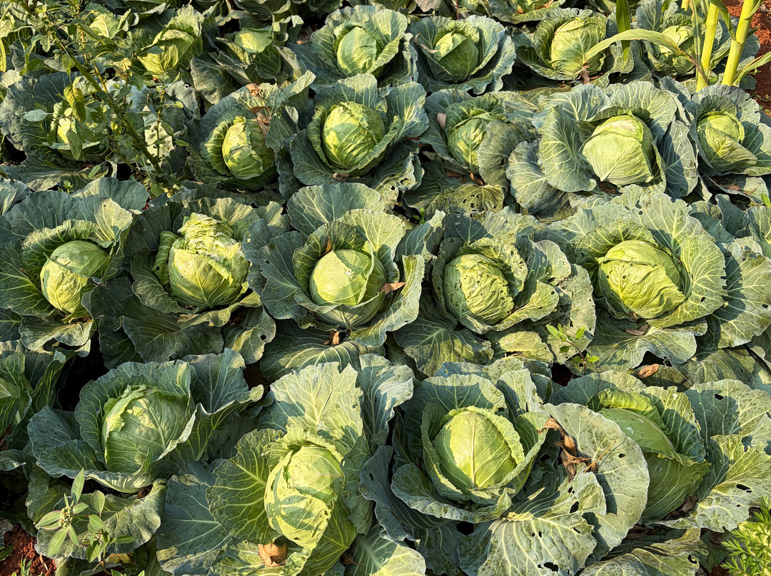 德西亚生态旅游营舍主图