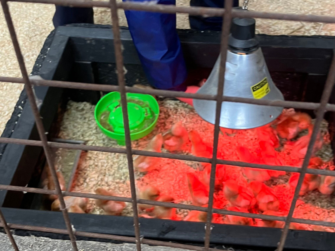 Foxholes Farm Shop & Butchery-Hertford必去景点