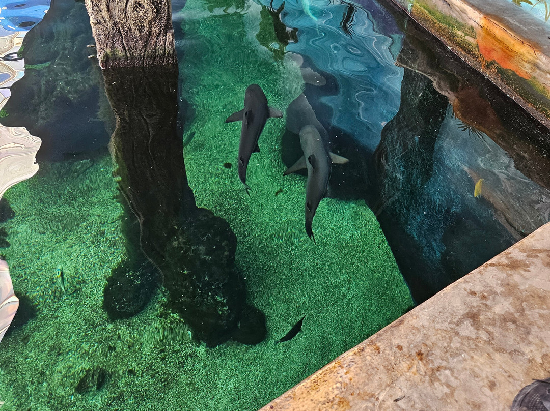 Oceanarium-伯恩茅斯必去景点