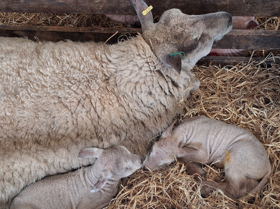 Coombes Farm-Coombes必去景点