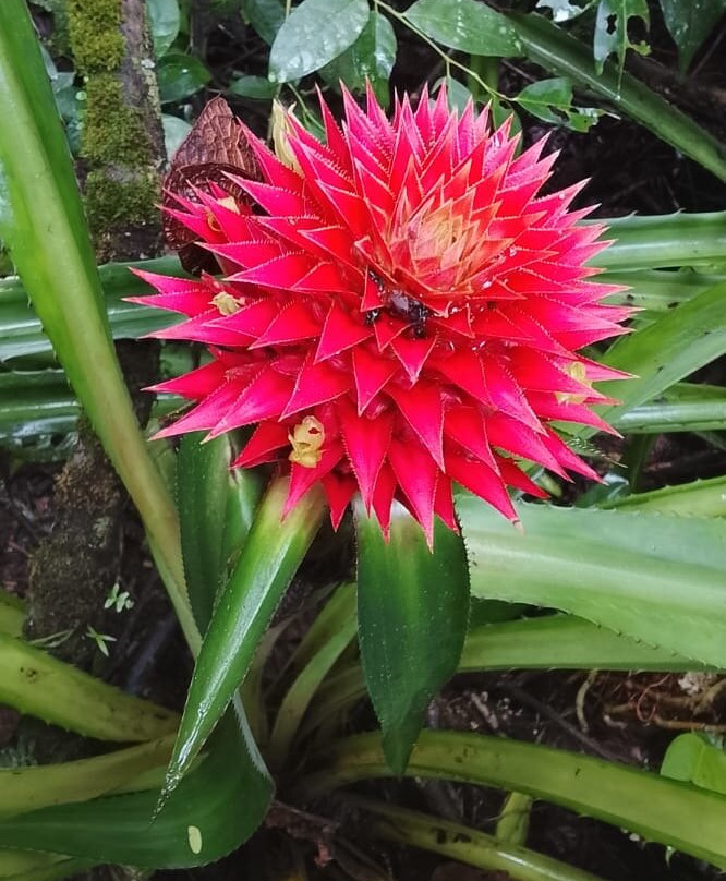 Corcovado Guia CR-希门尼斯港必去景点