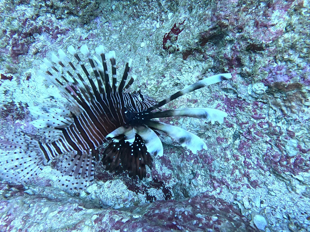 International Diving School-希克杜沃必去景点