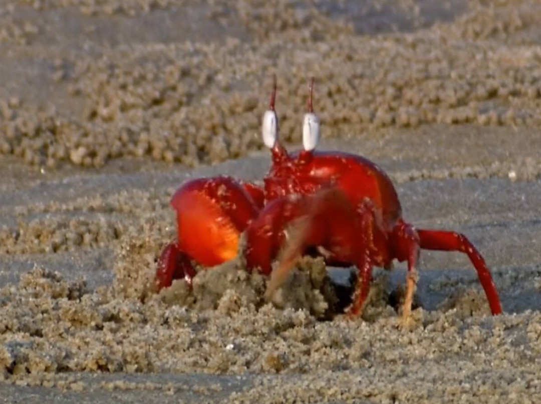Chilika Lake-普里必去景点