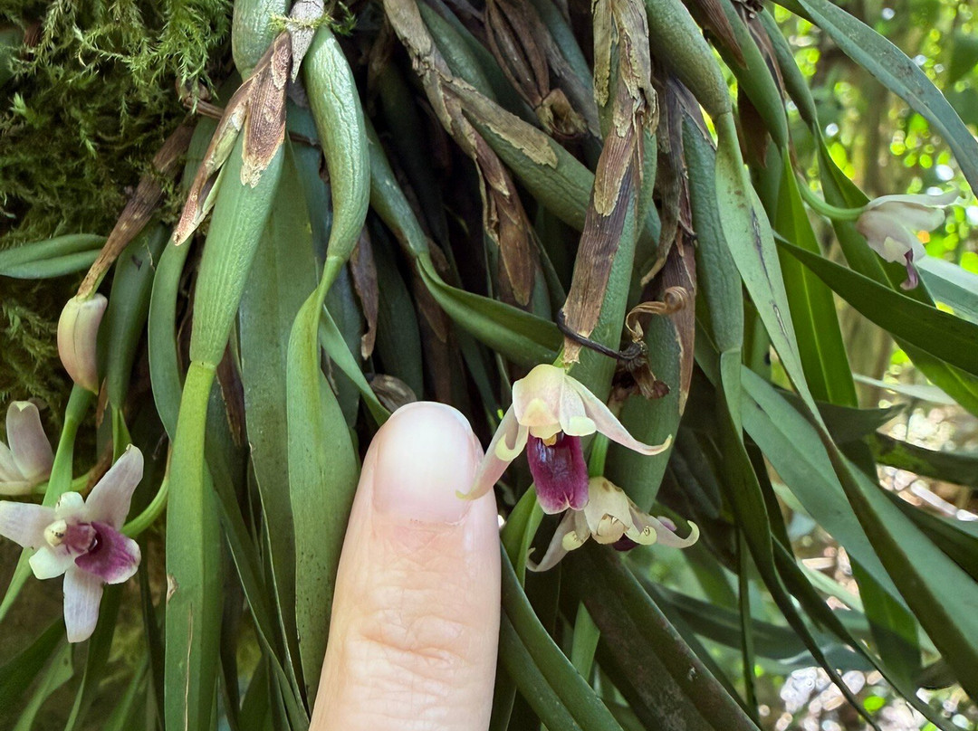 Monteverde Orchid Garden-圣埃伦娜必去景点