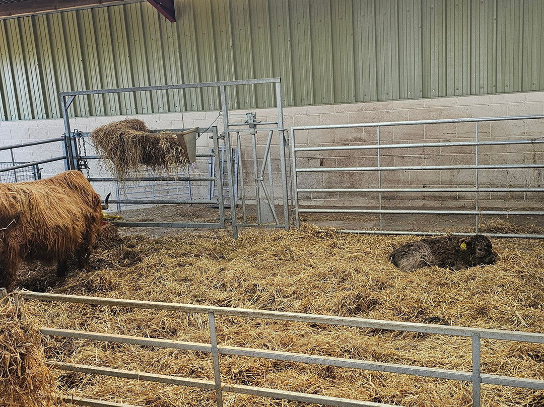 Dalscone Farm Fun-邓弗里斯必去景点