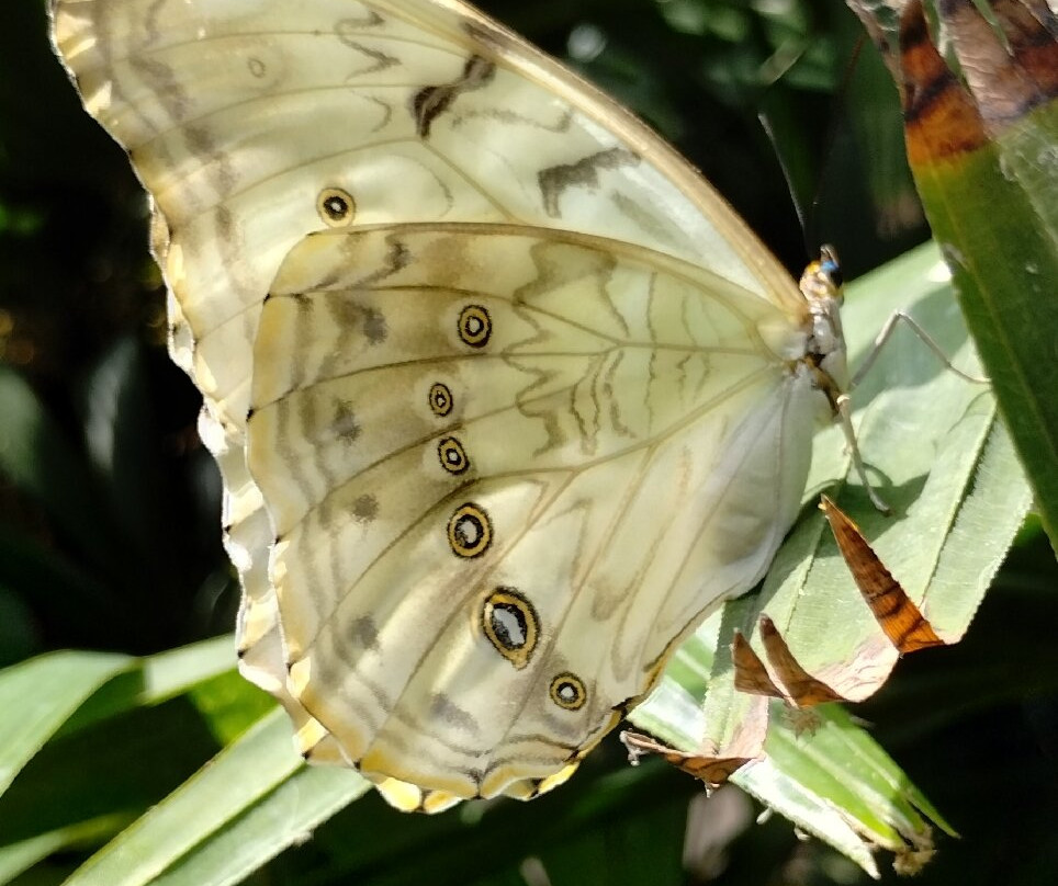 Butterfly Wonderland-斯科茨代尔必去景点