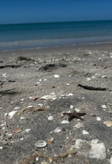 珍珠海滩旅馆-旅行者