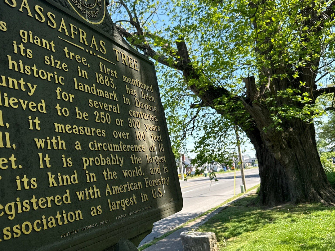 World's Largest Sassafras Tree-欧文斯伯勒必去景点