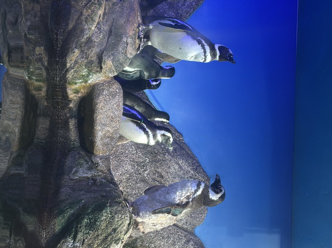 Ubatuba Aquarium-乌巴图巴必去景点