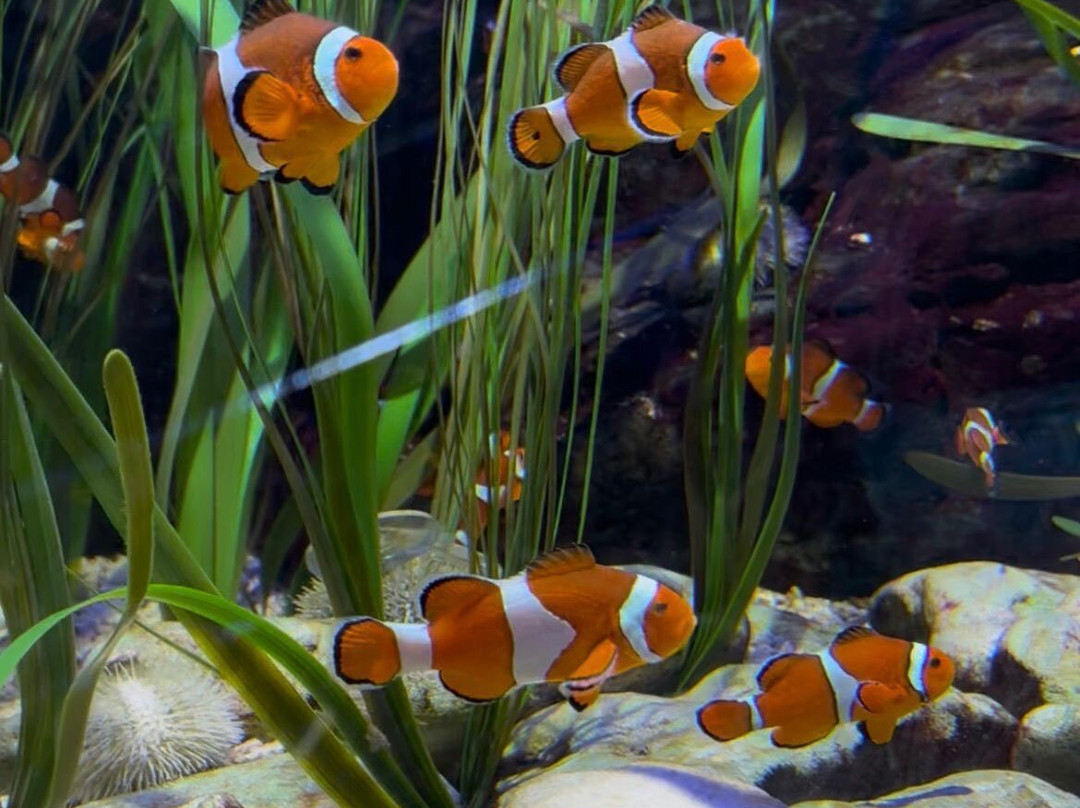 SEA LIFE Hunstanton-Hunstanton必去景点
