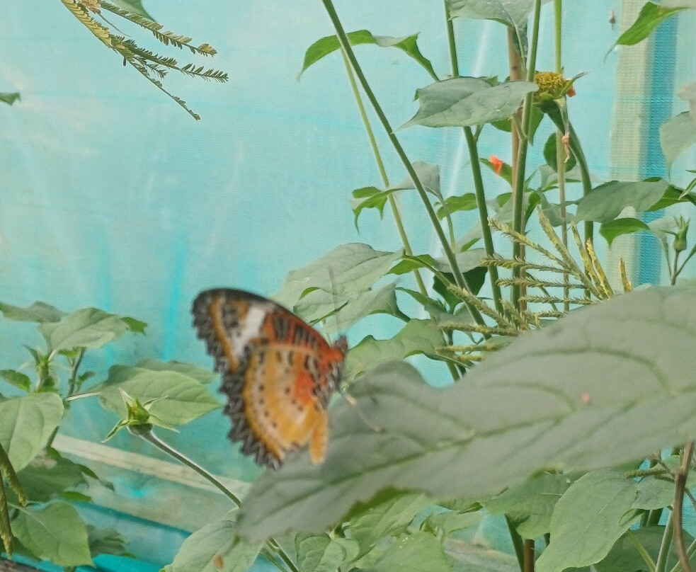 Guys Butterfly House-St Hilary必去景点