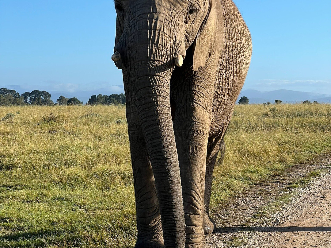 Knysna Elephant Park-克尼斯纳必去景点