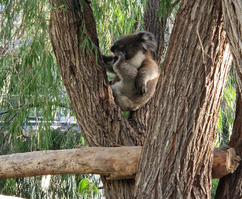 Yanchep National Park-扬切普必去景点
