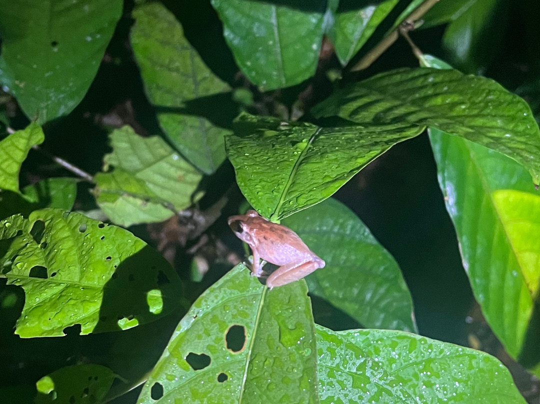 Frog's Paradise-Bijagua de Upala必去景点