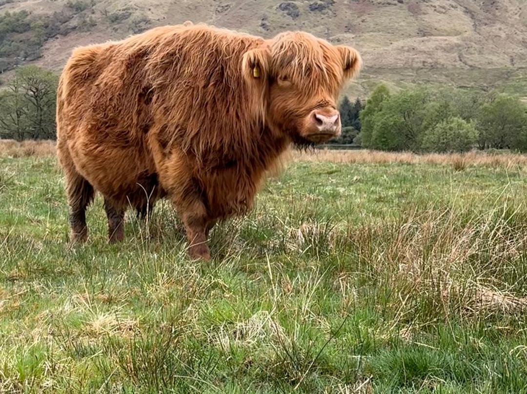 Braw Scottish Tours-格拉斯哥必去景点