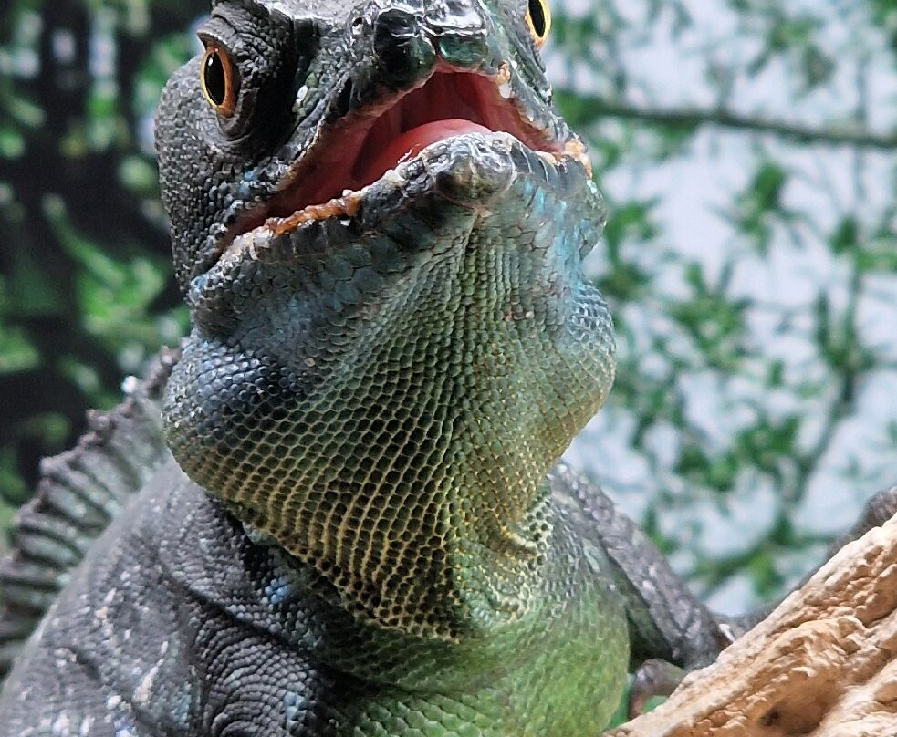 Aquaworld Aquarium & Reptile Rescue Centre-赫索尼索斯必去景点