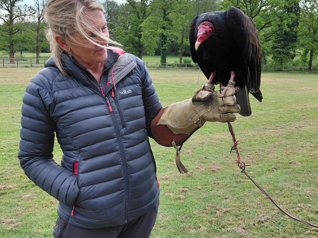 Surrey Hills Falconry-Ockley必去景点