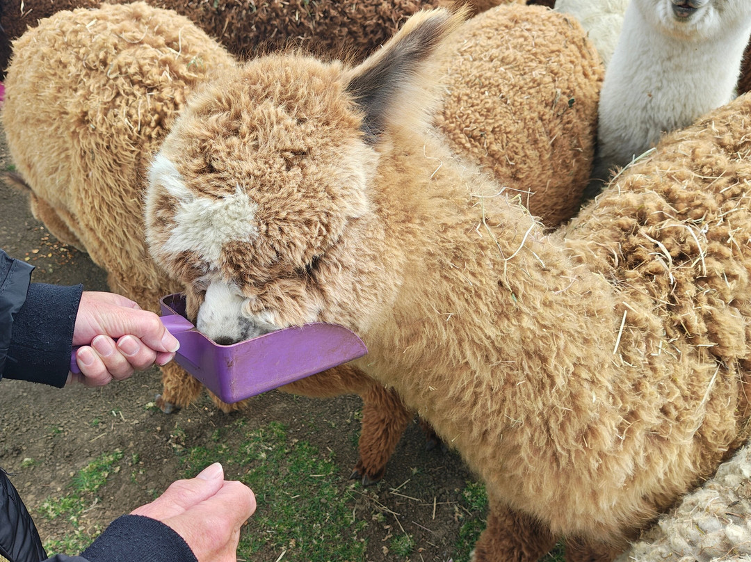 The Alpaca Centre at JandJ Alpacas-特伦特河畔纽瓦克必去景点