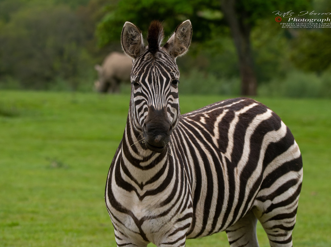 Knowsley Safari-Prescot必去景点