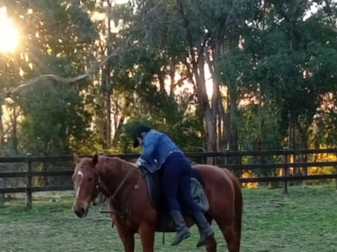 Bogong Horseback Adventures-Tawonga必去景点