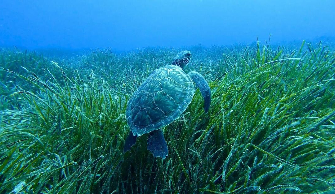 DP Diving-Alsancak - Karavas必去景点