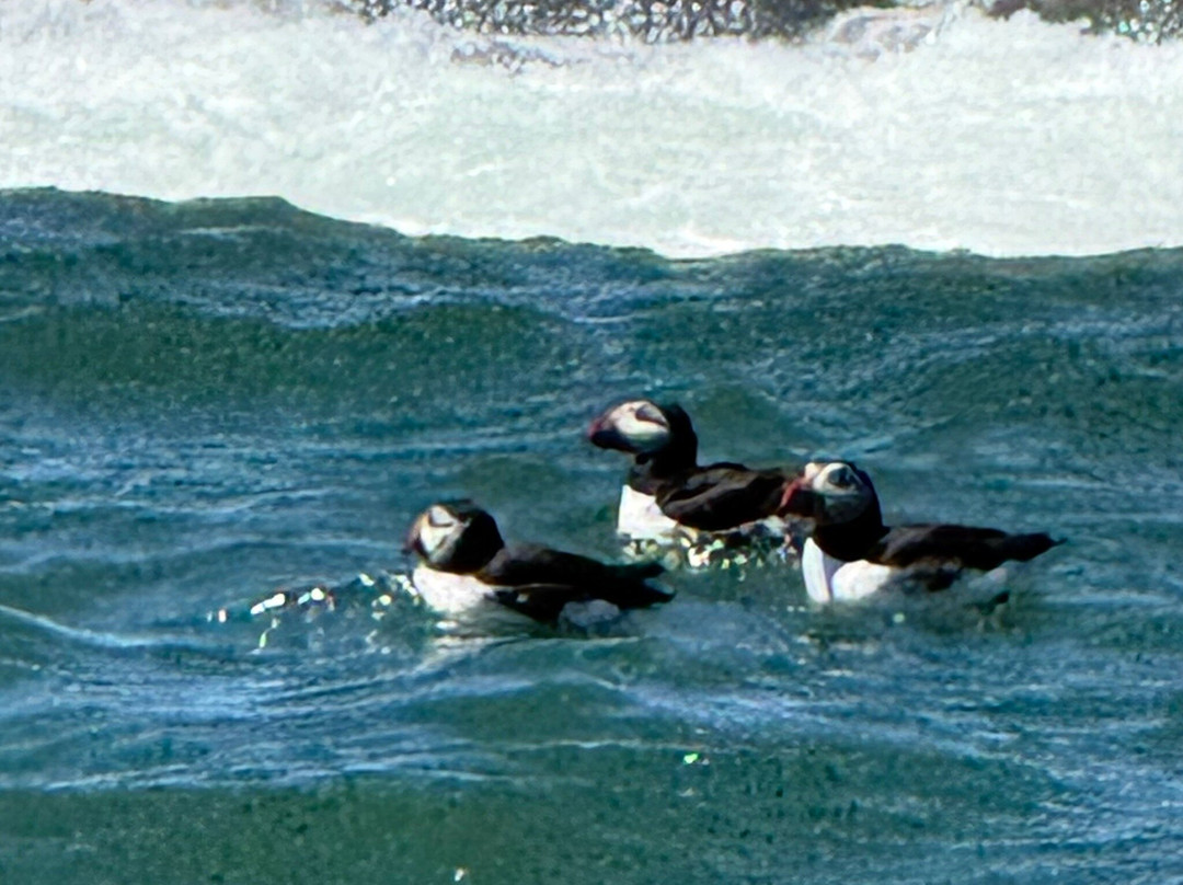 Acadia Puffin Cruise-Steuben必去景点