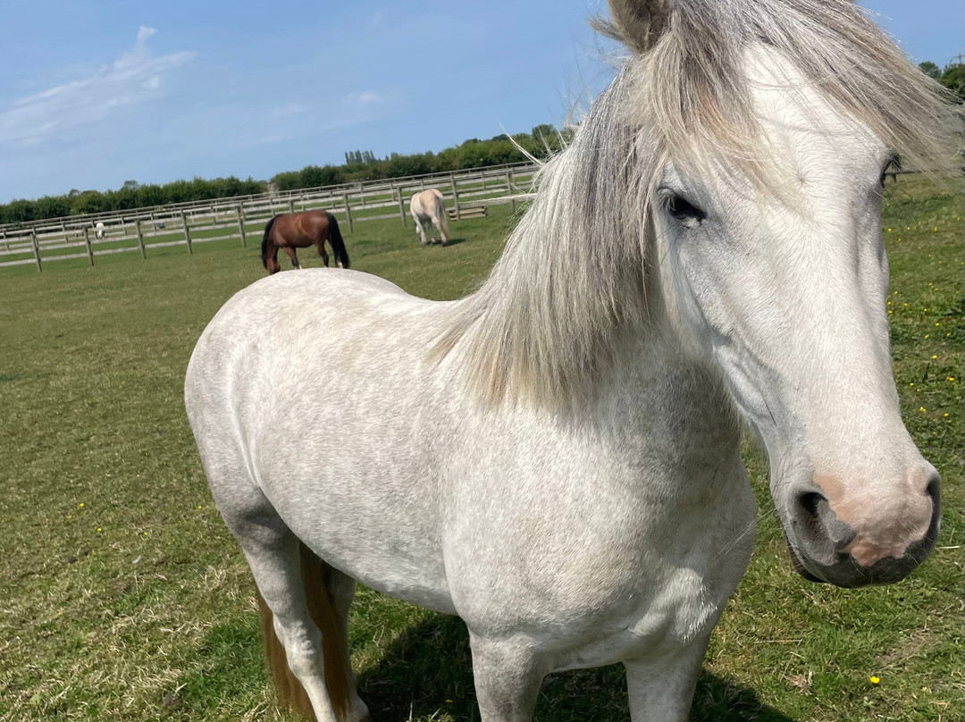 Bransby Horses-Bransby必去景点