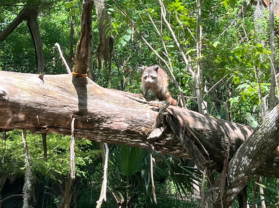 Cajun Pride Swamp Tours-LaPlace必去景点